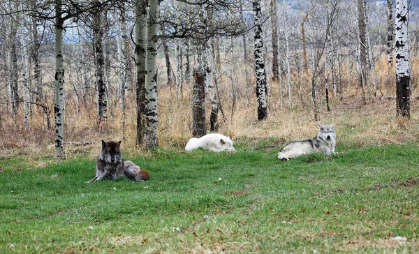 Three Resting Wolfdogs Yamnuska Wolfdog Sanctuary Cochrane Alberta Canada — Stock Photo, Image
