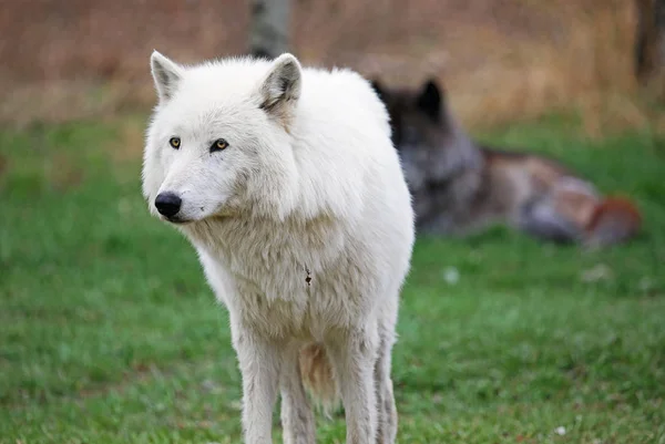 Arctic Female Wolfdog Yamnuska Wolfdog Sanctuary Cochrane Alberta Canadá — Fotografia de Stock