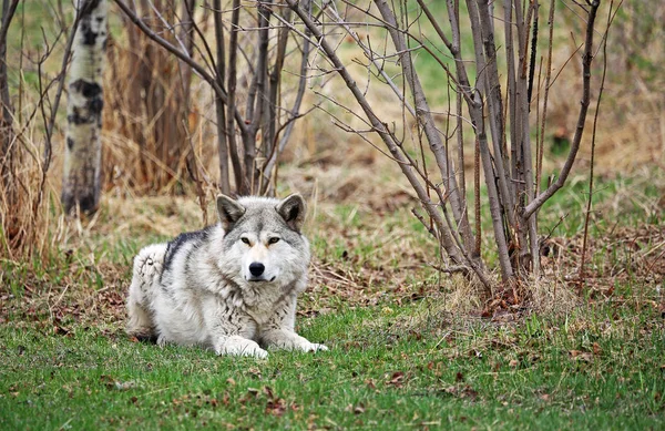 Descanso Lobo Cinzento Santuário Yamnuska Wolfdog Cochrane Alberta Canadá — Fotografia de Stock