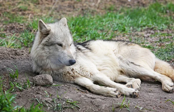 かわいい ウルフドッグ Yamnuska ウルフドッグ サンクチュアリ コクラン アルバータ州 カナダ — ストック写真