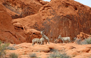 Doğal davranış Bighorn koyun - Vadisi yangın State Park, Nevada
