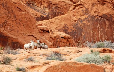Vahşi çöl Bighorn koyun - Vadisi yangın State Park, Nevada