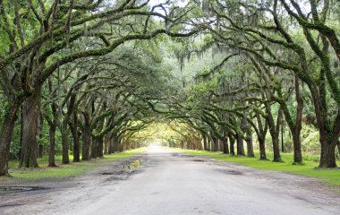 Meşe sokağa Wormsloe Plantation - Savannah, Georgia