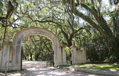 Wormsloe saç ekimi - Savannah, Georgia girin