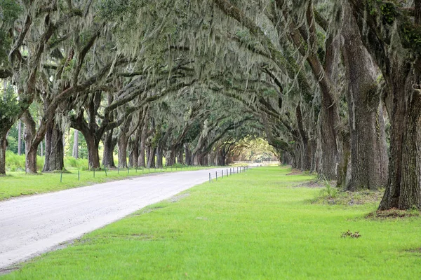 Debowa Alejka Hiszpańskim Mchem Wormsloe Plantacji Savannah Georgia — Zdjęcie stockowe