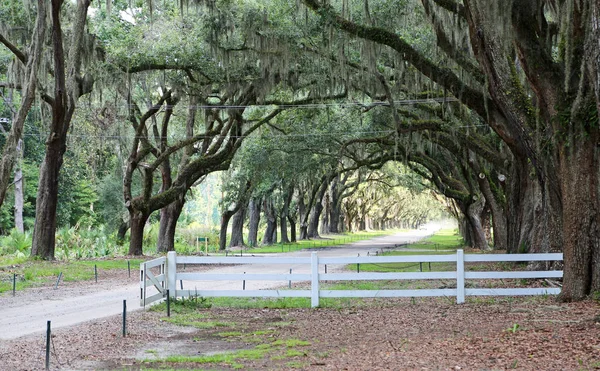 Beyaz Çit Meşe Sokağı Wormsloe Plantation Savannah Georgia — Stok fotoğraf
