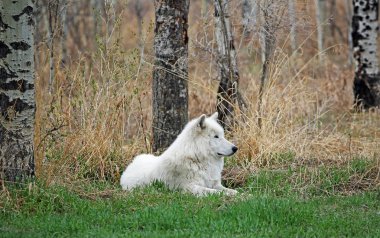 Wolfdog dinlenme - beyaz Yamnuska Wolfdog Sanctuary, Cochrane, Alberta, Kanada