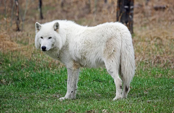 White Wolfdog Yamnuska Wolfdog Sanctuary Cochrane Alberta Canada — Stock Photo, Image