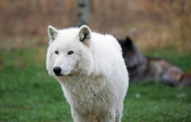 Kutup wolfdog portre - Yamnuska Wolfdog Sanctuary, Cochrane, Alberta, Kanada