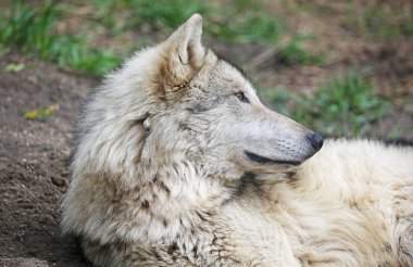 Profil - Yamnuska Wolfdog Sanctuary, Cochrane, Alberta, Kanada içinde şirin wolfdog
