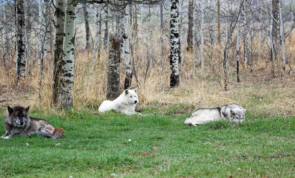 Tres Perros Lobo Yamnuska Wolfdog Sanctuary Cochrane Alberta Canadá — Foto de Stock