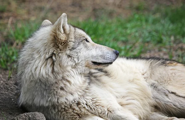 Cão Lobo Bonito Santuário Yamnuska Wolfdog Cochrane Alberta Canadá — Fotografia de Stock