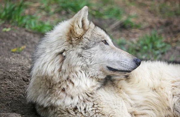 Cão Lobo Bonito Perfil Santuário Yamnuska Wolfdog Cochrane Alberta Canadá — Fotografia de Stock