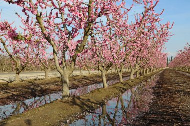 Şeftali ağacı satır - Blossom iz, Fresno, California