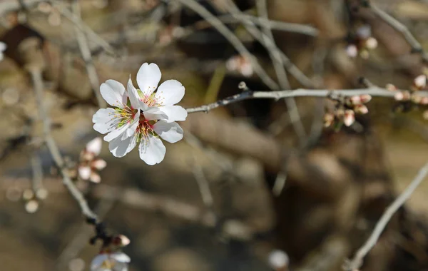 Almond Blossom Close Blossom Trail Fresno California — Stock Photo, Image