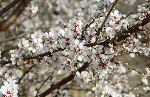 White Blossom Blossom Trail Fresno California — Stock Photo, Image