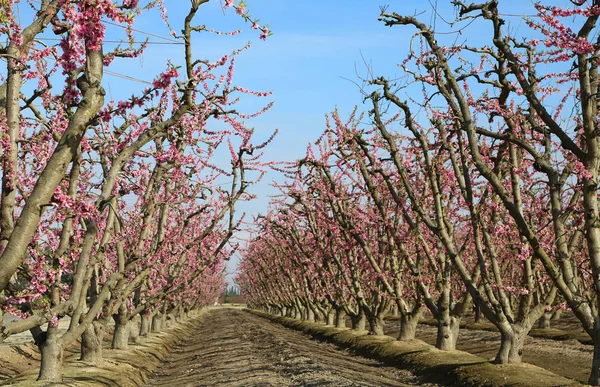 Filas Melocotones Sendero Flores Fresno California —  Fotos de Stock