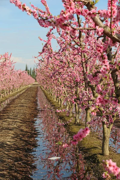 Melocotones Verticales Blossom Trail Fresno California —  Fotos de Stock