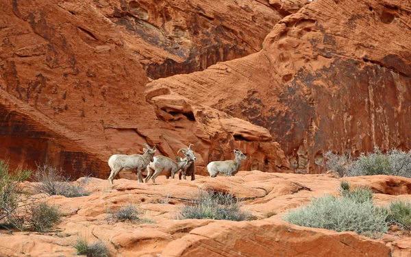 Group Bighorn Sheep Valley Fire State Park Nevada — Stock Photo, Image