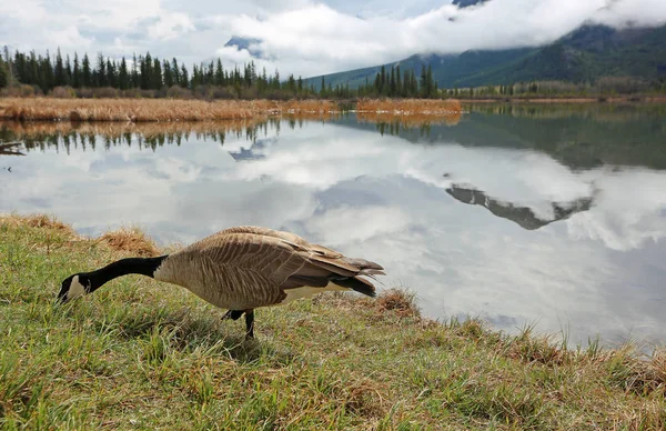 Canada goose on Vermilion Lake - Banff National Park, Alberta, Canada