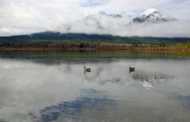 Vermilion Gölü - Banff National Park, Alberta, Kanada kazlar
