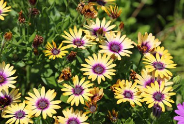 Sarı güller - California