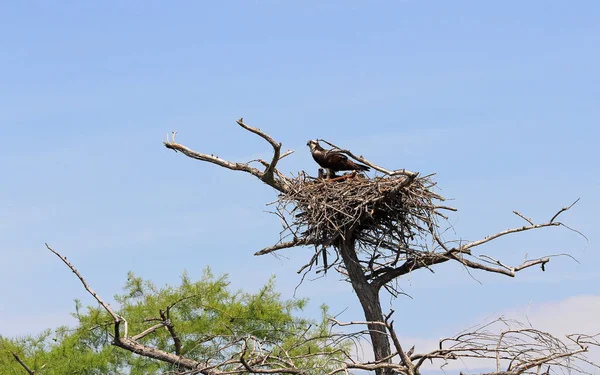 Familia Osprey Nido Reelfoot Lake State Park Tennessee — Foto de Stock