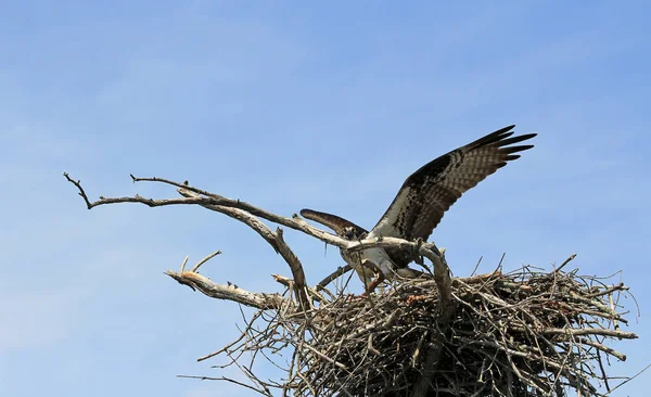 Osprey Гніздо Reelfoot Озеро State Park Штат Теннессі — стокове фото