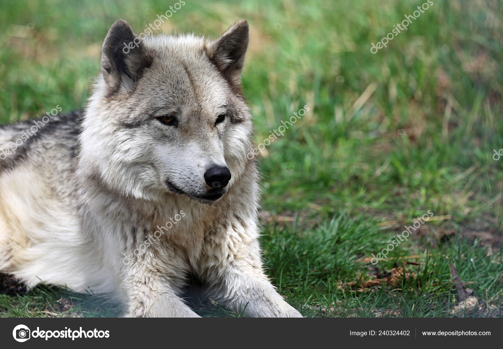 Yamnuska Wolfdog Sanctuary Wolf Dog Puppies For Sale Grey