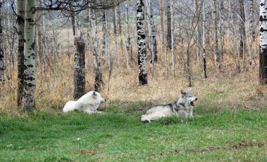 İki wolfdog dinlenme - Yamnuska Wolfdog Sanctuary, Cochrane, Alberta, Kanada