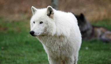 Kutup wolfdog portre - Yamnuska Wolfdog Sanctuary, Cochrane, Alberta, Kanada