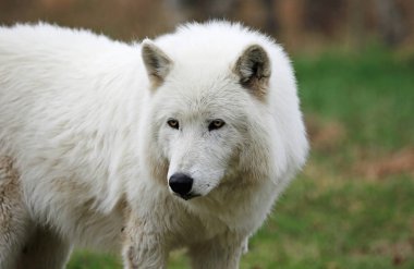 Beyaz wolfdog portre - Yamnuska Wolfdog Sanctuary, Cochrane, Alberta, Kanada