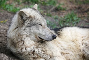 Wolfdog - Yamnuska Wolfdog Sanctuary, Cochrane, Alberta, Kanada uyku