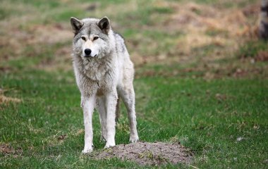 Wolfdog ayakta - Yamnuska Wolfdog Sanctuary, Cochrane, Alberta, Kanada gri