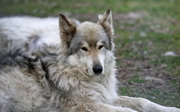 Retrato Perro Lobo Joven Yamnuska Wolfdog Sanctuary Cochrane Alberta Canadá — Foto de Stock