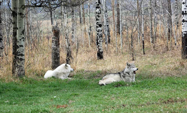 Two Wolfdog Resting Yamnuska Wolfdog Sanctuary Cochrane Alberta Canada — Stock Photo, Image