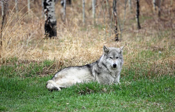 Wolfdog Grass Yamnuska Wolfdog Sanctuary Cochrane Alberta Canada — Stock Photo, Image