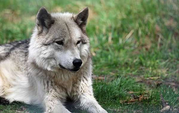 Retrato Cão Lobo Cinzento Santuário Yamnuska Wolfdog Cochrane Alberta Canadá — Fotografia de Stock