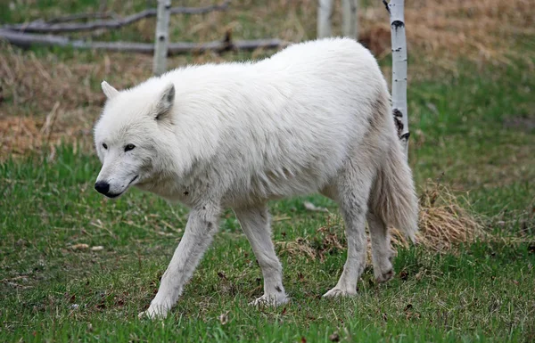 Perro Lobo Blanco Yamnuska Wolfdog Sanctuary Cochrane Alberta Canadá — Foto de Stock