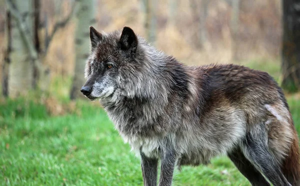 Chien Loup Noir Alpha Yamnuska Wolfdog Sanctuary Cochrane Alberta Canada — Photo