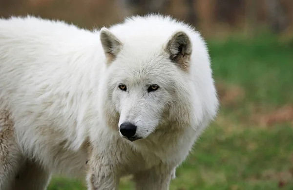 White Wolfdog Portrait Yamnuska Wolfdog Sanctuary Cochrane Alberta Canada Royalty Free Stock Images