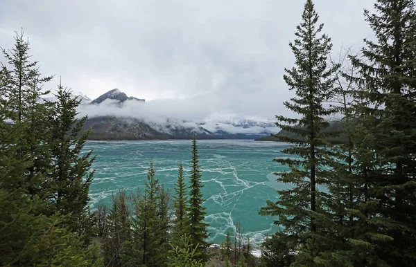 Lake Minnewanka Mellan Träd Banff National Park Alberta Kanada — Stockfoto