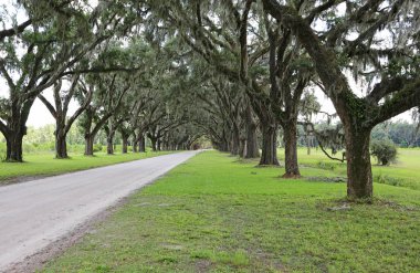 Meşe Sokağı - Wormsloe Plantation, Savannah, Georgia