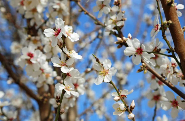 Almond Blossom Close Blossom Trail Fresno California — Stock Photo, Image