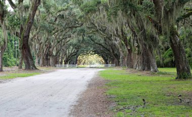 Yeşil tünel ve beyaz çit - Wormsloe Plantation, Savannah, Georgia