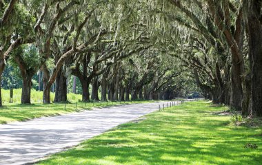 Yeşil meşe Sokağı - Wormsloe Plantation, Savannah, Georgia