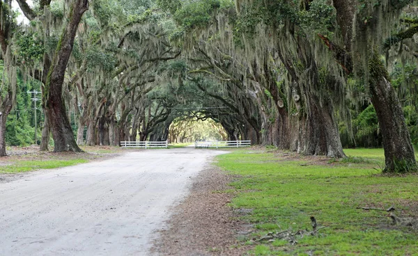 Túnel Verde Cerca Branca Wormsloe Plantation Savannah Geórgia — Fotografia de Stock