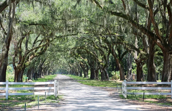 Otevřená Brána Dubová Alej Wormsloe Plantáž Savannah Gruzie — Stock fotografie