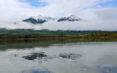 İki tepeler ve iki kaz - Vermilion Gölü - Banff National Park - Alberta, Kanada
