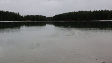 Kanada iki Jack Gölü - Banff Np, Amerika Birleşik Devletleri-alarak kaz